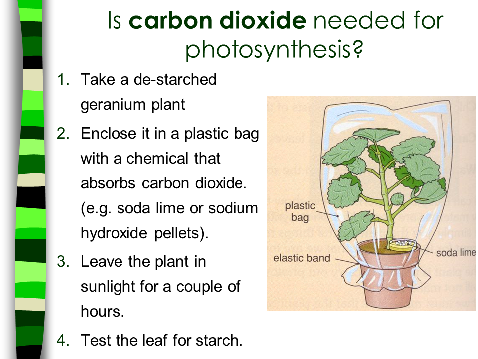 Why do plants need glucose information