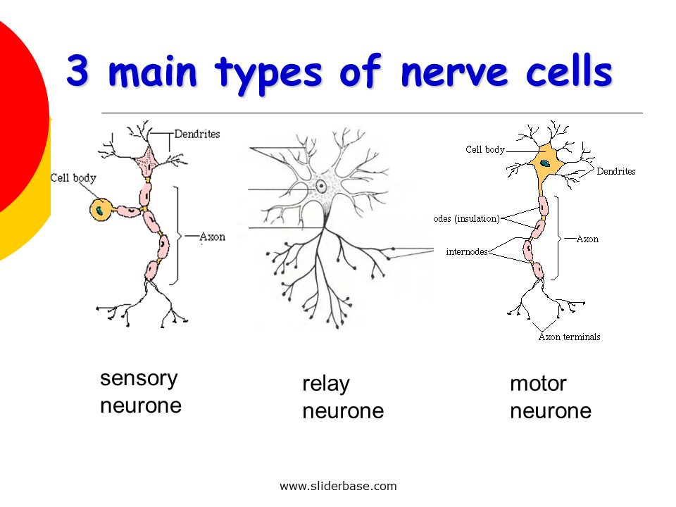 Nervous System Presentation Health And Disease