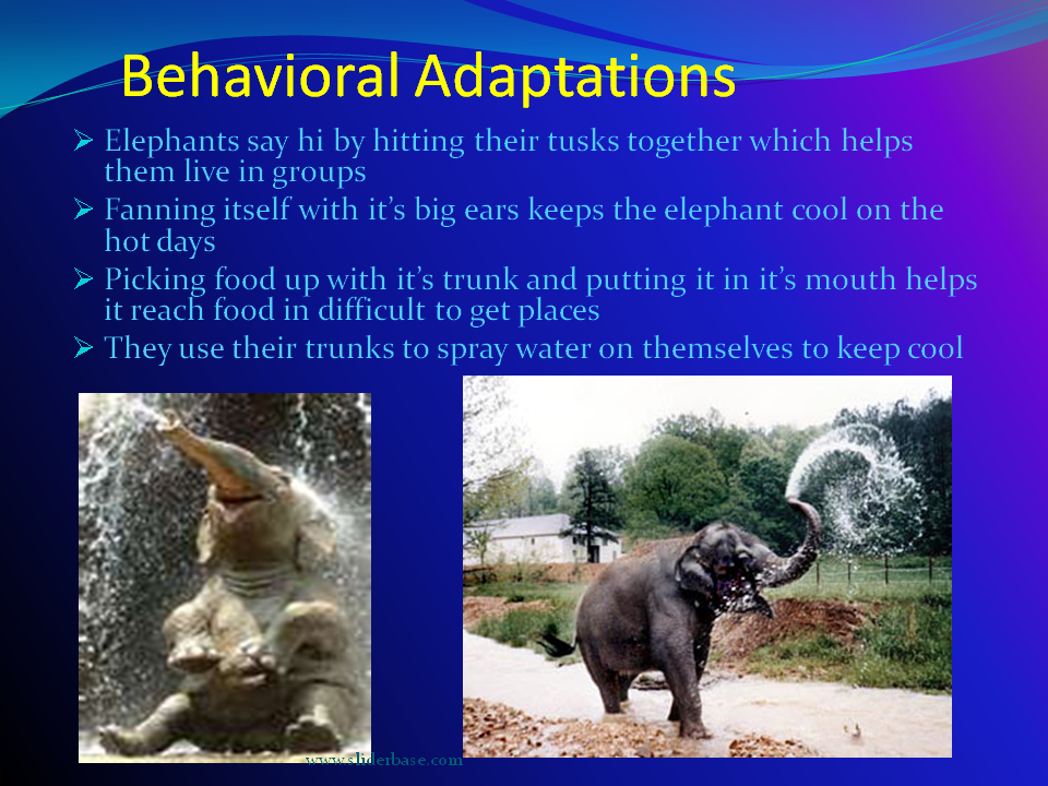 Behavioral Adaptations