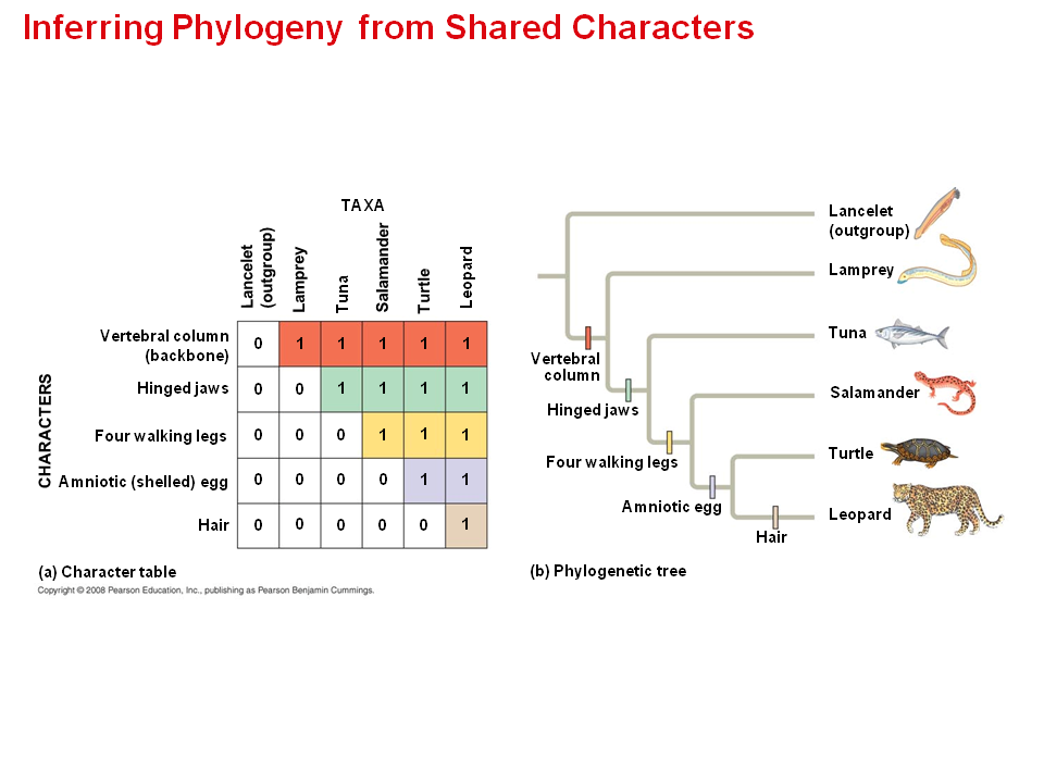 Shared Ancestral And Shared Derived Characters