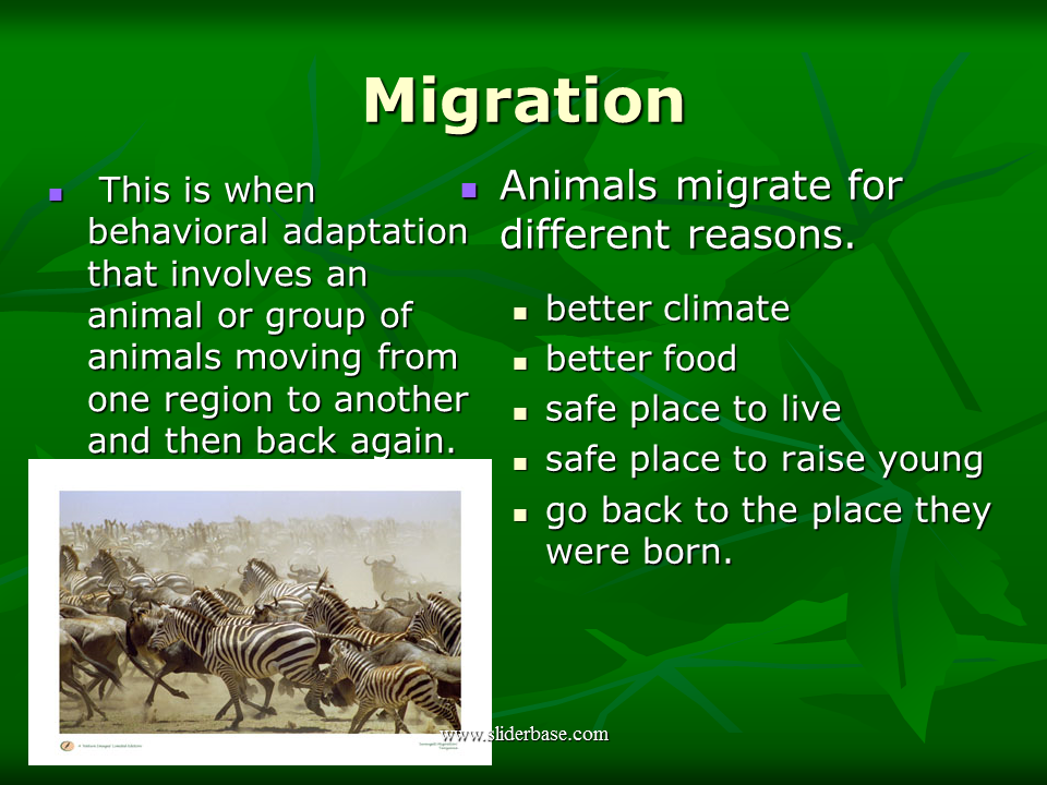 On the adaptive benefits of mammal migration