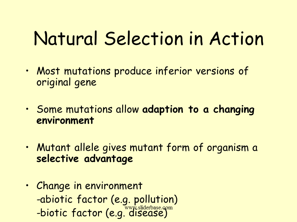 Natural Selection In Action Presentation Evolution