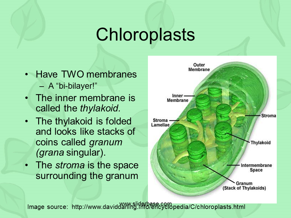 A Look At Chloroplasts In A Plant Cell - vrogue.co
