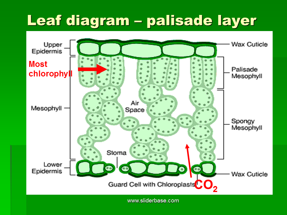 Кутикула растений. Leaf structure. Plant Leaf structure. Leaf structure function.